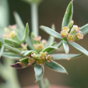 Photographie n°265619 du taxon Bupleurum semicompositum L. [1756]