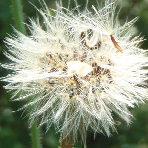 Photographie n°265647 du taxon Picris hieracioides L. [1753]