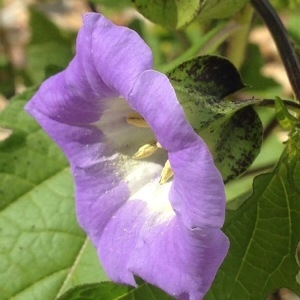 Photographie n°265648 du taxon Nicandra physalodes (L.) Gaertn. [1791]