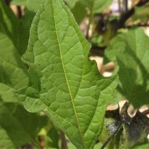 Photographie n°265650 du taxon Nicandra physalodes (L.) Gaertn. [1791]