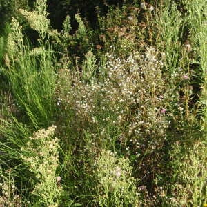 Photographie n°265661 du taxon Erigeron annuus (L.) Desf. [1804]