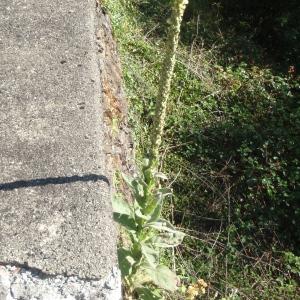 Photographie n°265664 du taxon Verbascum thapsus L. [1753]