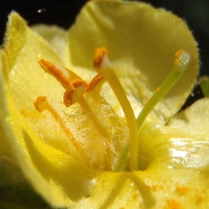 Photographie n°265666 du taxon Verbascum thapsus L. [1753]