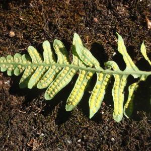 Photographie n°265671 du taxon Polypodium interjectum Shivas [1961]