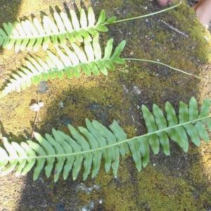 Photographie n°265672 du taxon Polypodium interjectum Shivas [1961]