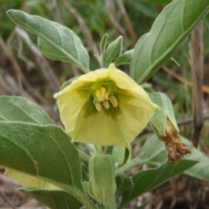 Photographie n°265686 du taxon Physalis viscosa L. [1753]