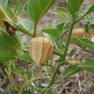 Photographie n°265696 du taxon Physalis viscosa L. [1753]