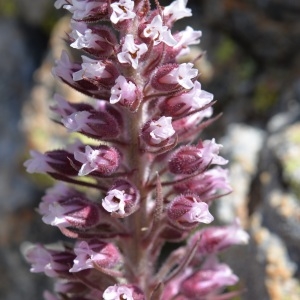  - Saxifraga florulenta Moretti [1823]