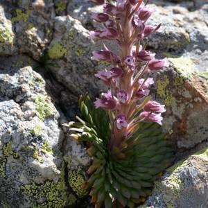 Photographie n°265735 du taxon Saxifraga florulenta Moretti [1823]