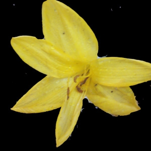 Photographie n°265740 du taxon Sternbergia sicula Tineo ex Guss. [1845]