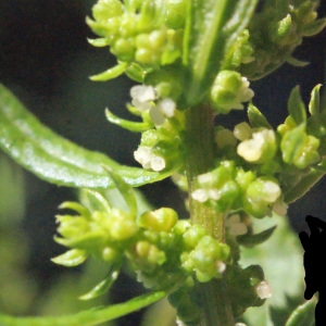 Photographie n°265742 du taxon Chenopodium ambrosioides L. [1753]