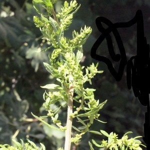 Photographie n°265755 du taxon Chenopodium ambrosioides L. [1753]