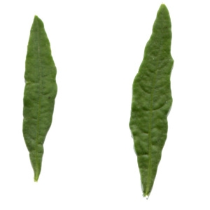 Photographie n°265758 du taxon Chenopodium ambrosioides L. [1753]