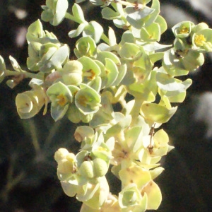 Photographie n°265761 du taxon Euphorbia paralias L. [1753]