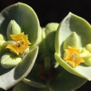 Photographie n°265769 du taxon Euphorbia paralias L. [1753]