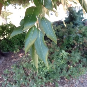 Photographie n°265916 du taxon Quercus ilex L. [1753]