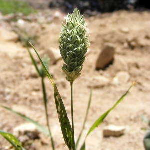  - Phalaris canariensis L.