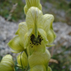  - Aconitum anthora L. [1753]