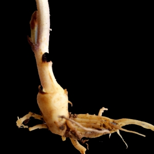 Photographie n°265986 du taxon Phelipanche ramosa (L.) Pomel [1874]