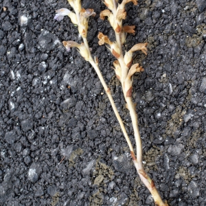 Photographie n°265987 du taxon Phelipanche ramosa (L.) Pomel [1874]