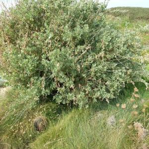 Photographie n°266012 du taxon Atriplex halimus L. [1753]