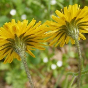  - Crepis sancta subsp. nemausensis (Vill.) Babc. [1941]