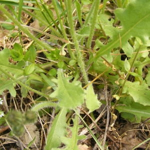  - Crepis sancta subsp. nemausensis (Vill.) Babc. [1941]