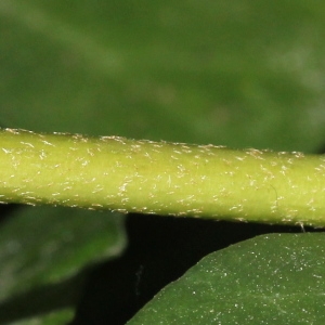 Photographie n°266096 du taxon Hedera hibernica (Kirchn.) Bean [1914]