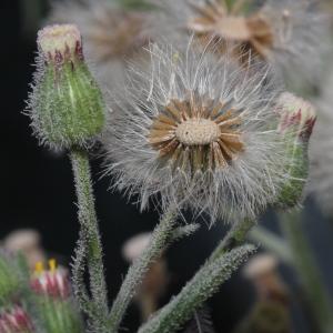 Photographie n°266102 du taxon Conyza bonariensis (L.) Cronquist