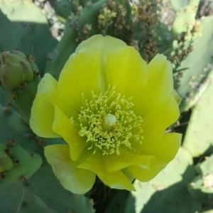 Photographie n°266111 du taxon Opuntia stricta (Haw.) Haw. [1812]