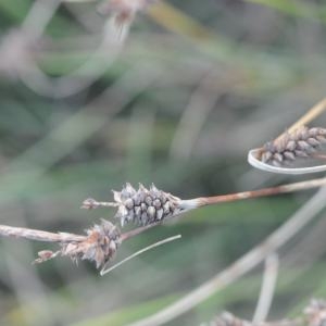 Photographie n°266122 du taxon Carex extensa Gooden. [1794]