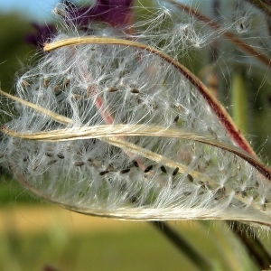 Photographie n°266158 du taxon Epilobium hirsutum L.