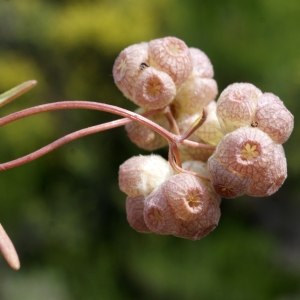 Photographie n°266165 du taxon Valerianella vesicaria (L.) Moench [1794]