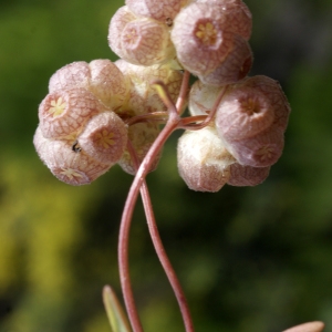 Photographie n°266166 du taxon Valerianella vesicaria (L.) Moench [1794]