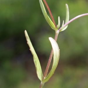 Photographie n°266169 du taxon Valerianella vesicaria (L.) Moench [1794]