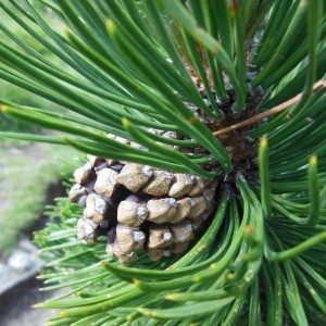 Photographie n°266173 du taxon Pinus montana subsp. uncinata (Ramond ex DC.) Celak.