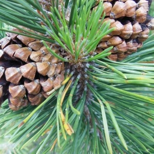Photographie n°266175 du taxon Pinus montana subsp. uncinata (Ramond ex DC.) Celak.