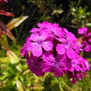 Dianthus barbatus L. (Oeillet barbu)