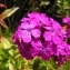  Dominique Remaud - Dianthus barbatus L.