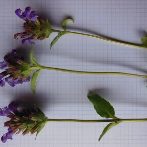 Photographie n°266320 du taxon Prunella grandiflora (L.) Schöller