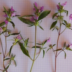 Photographie n°266322 du taxon Galeopsis ladanum subsp. intermedia (Vill.) Arcang.