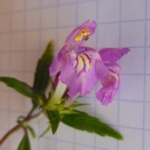 Photographie n°266323 du taxon Galeopsis ladanum subsp. intermedia (Vill.) Arcang.