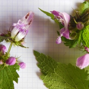 Photographie n°266325 du taxon Lamium maculatum (L.) L. [1763]