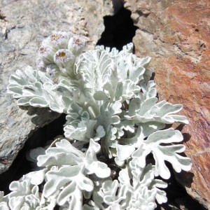  - Senecio leucophyllus DC.