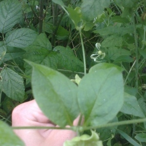 Photographie n°266411 du taxon Silene baccifera (L.) Roth