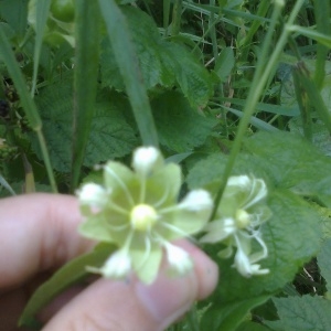 Photographie n°266413 du taxon Silene baccifera (L.) Roth