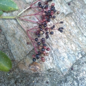 Photographie n°266418 du taxon Sambucus nigra L. [1753]