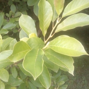 Photographie n°266426 du taxon Magnolia L. [1753]
