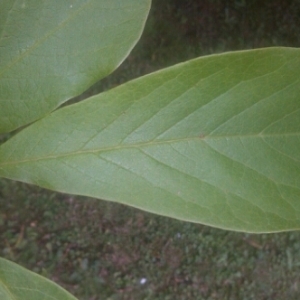 Photographie n°266427 du taxon Magnolia L. [1753]