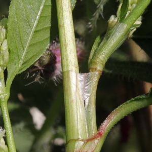 Photographie n°266448 du taxon Polygonum lapathifolium L. [1753]